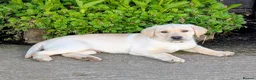 Labrador Retriever dogs for sale: * KC reg yellow Labrador puppy* - Advert 1