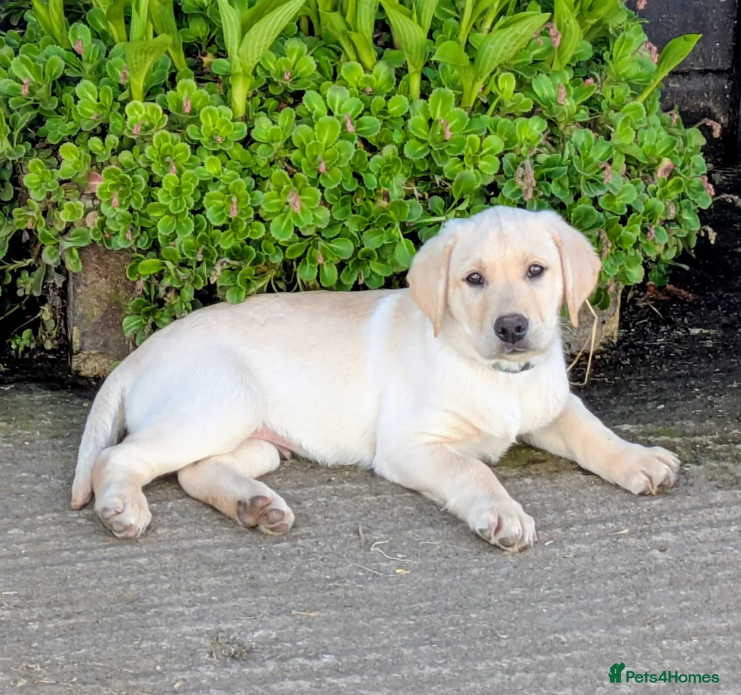 Labrador Retriever dogs for sale: * KC reg yellow Labrador puppy* - Advert 1