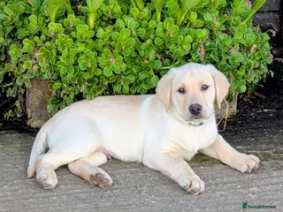 Labrador Retriever dogs for sale: * KC reg yellow Labrador puppy* - Advert 1