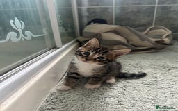 Bengal cats for sale: Half bengal kittens looking for their forever home - Image 5
