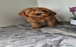 Toy Poodle dogs for sale: Beautiful Red Toy Poodle Puppies - Image 30