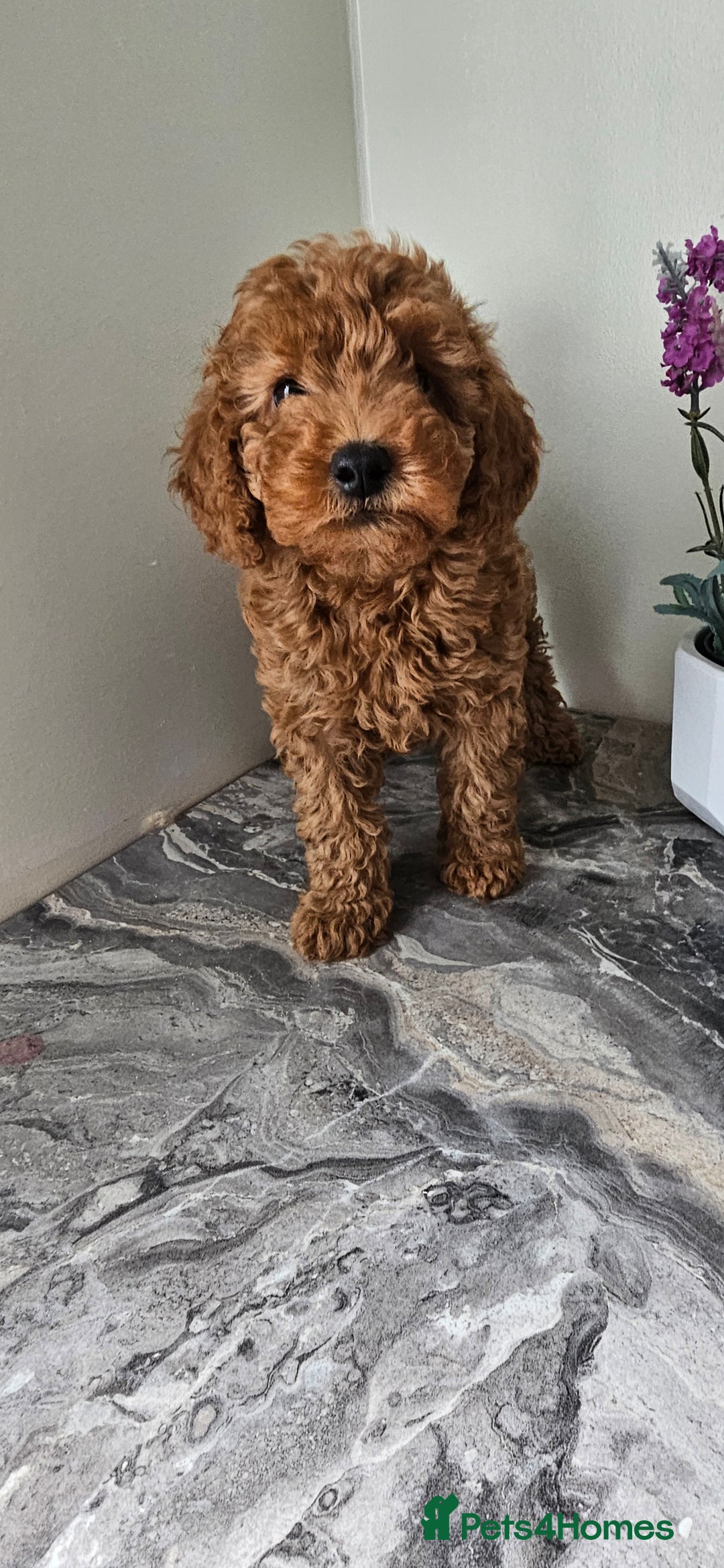 Toy Poodle dogs for sale: Beautiful Red Toy Poodle Puppies - Image 30