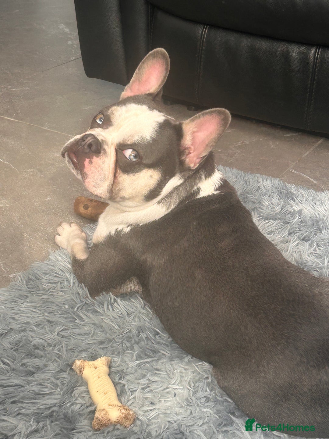 French Bulldog dogs for sale: Husky French bulldog  - Image 4