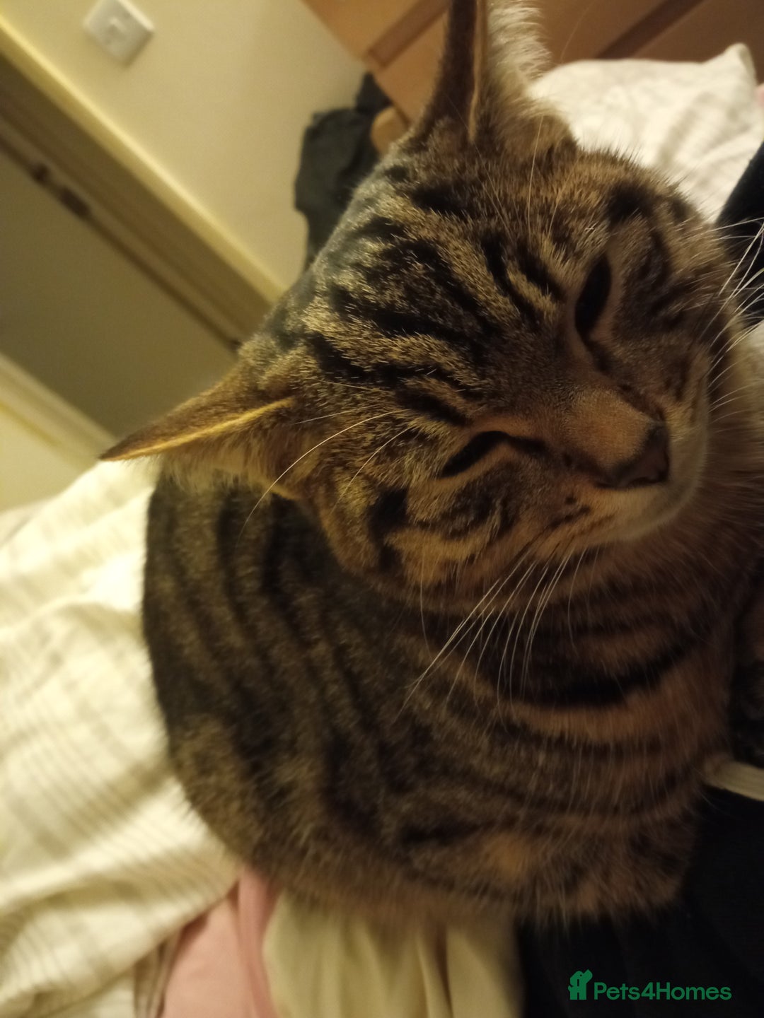 Mixed Breed cats for sale: Mixed Breed Male Brown Tabby  - Advert 7