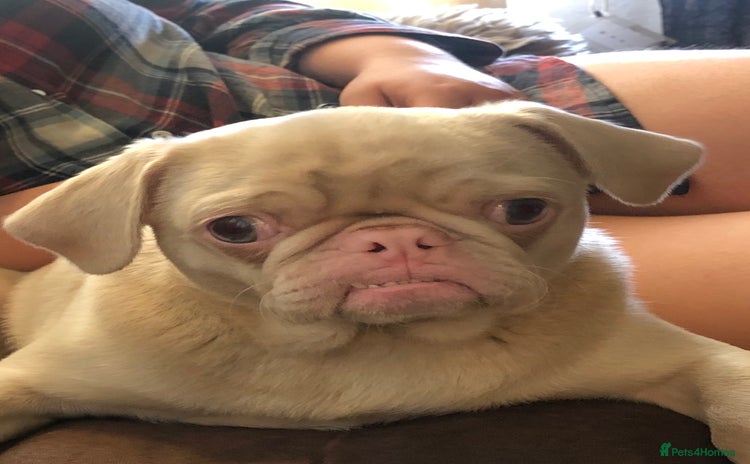 Pug dogs - Advert 2