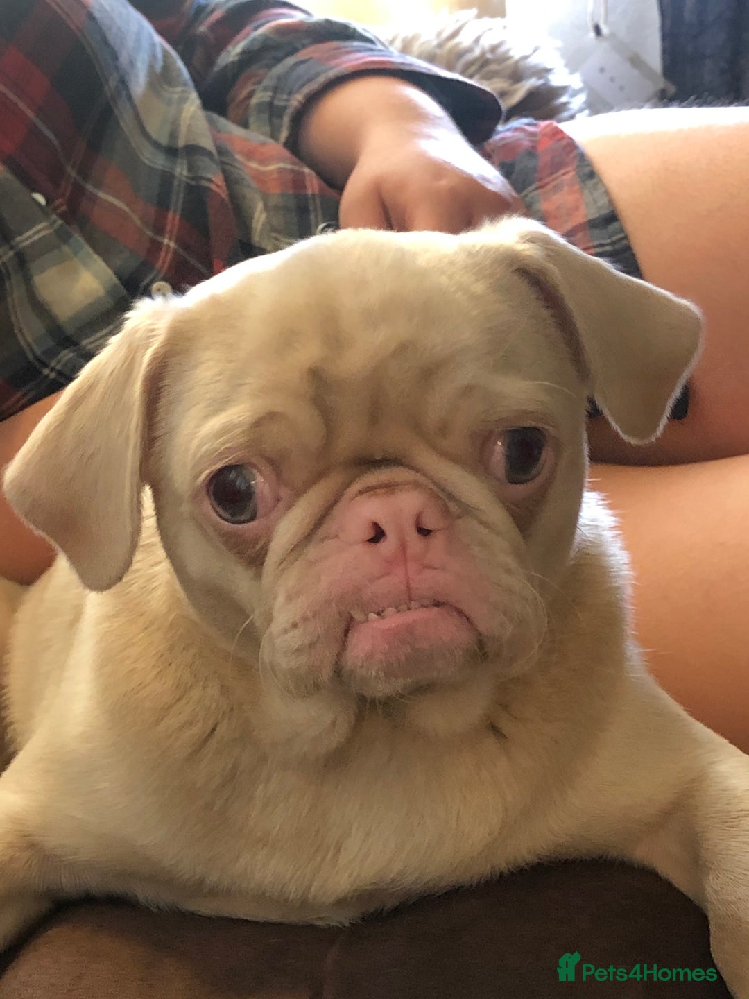 Pug dogs for sale: Pedigree cream/pink pug - Image 1