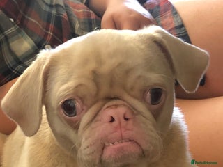 Pug dogs - Advert 27