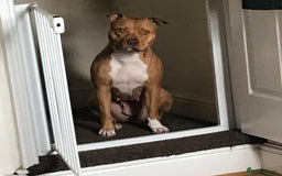 Staffordshire Bull Terrier dogs for sale: Beautiful dog - Image 3