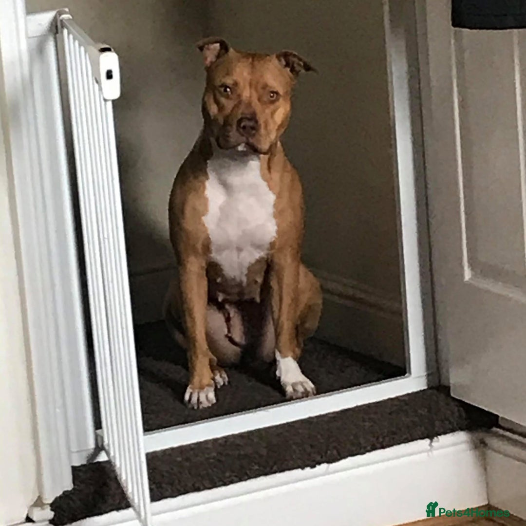 Staffordshire Bull Terrier dogs for sale: Beautiful dog - Image 3