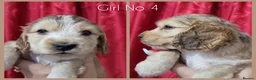Cocker Spaniel dogs for sale: KC Sired Show Cocker Spaniels puppies| Champ Lines - Advert 29