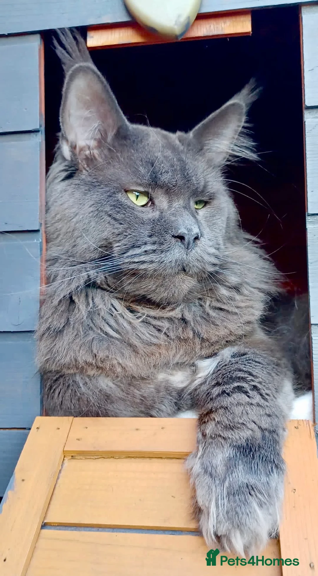 Maine Coon cats for stud: Blue Solid Maine Coon for Stud in London - Advert 6