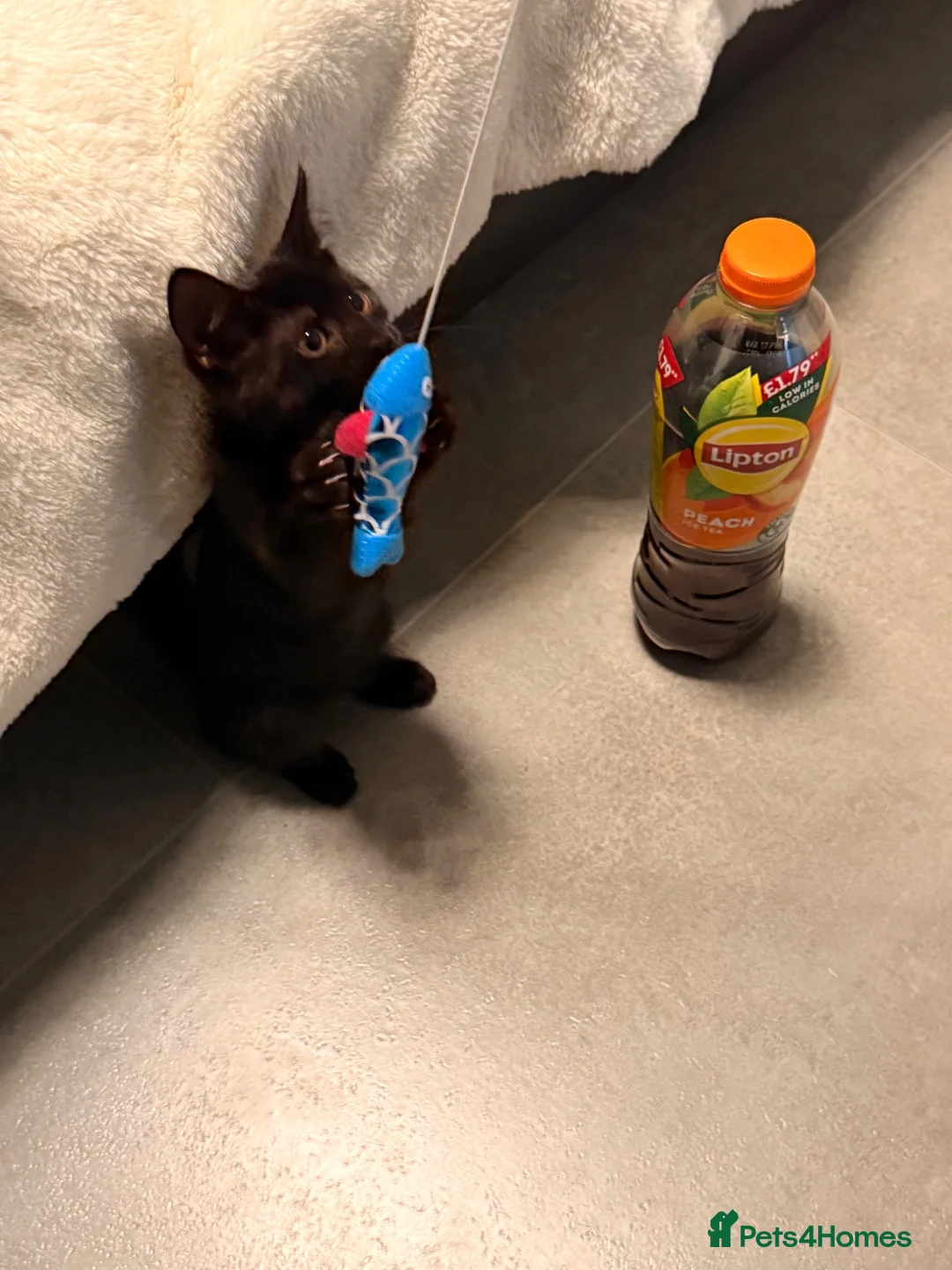 Mixed Breed cats for sale: Sasha in Hornchurch - Advert 5