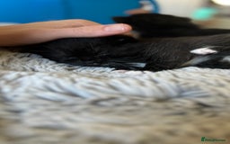Domestic Shorthair cats for sale: ✨ Black & White Kittens Ready for Their New Home ✨ - Image 6