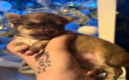 Chihuahua dogs for sale:  **  CHIHUAHUAS  - Advert 14