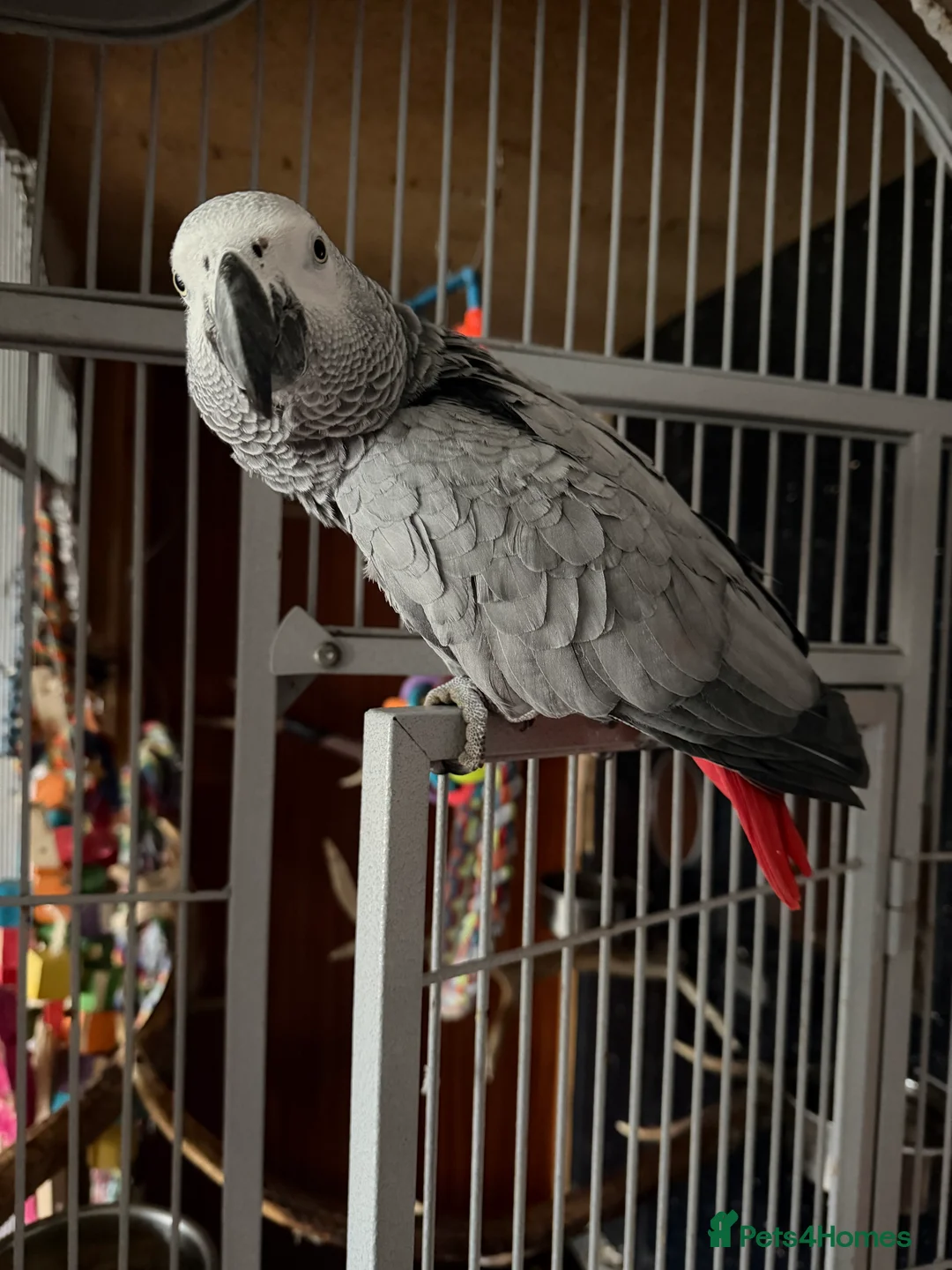 Parrots birds for sale: African grey parrot - Advert 2