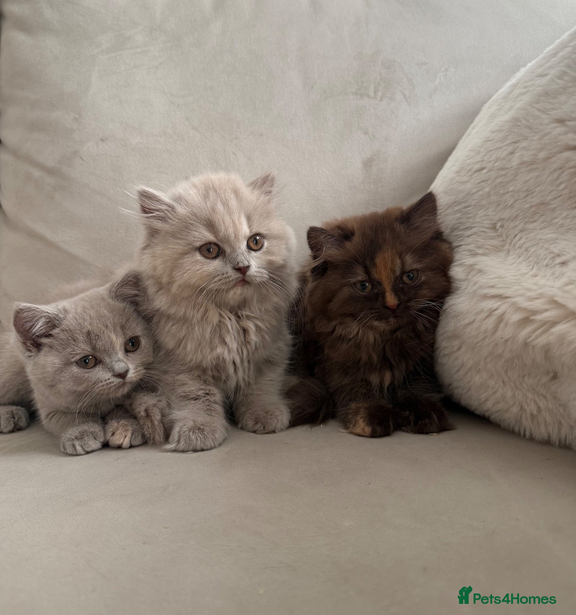 British Shorthair cats GCCF BSH & BLH KITTENS  - Advert 2