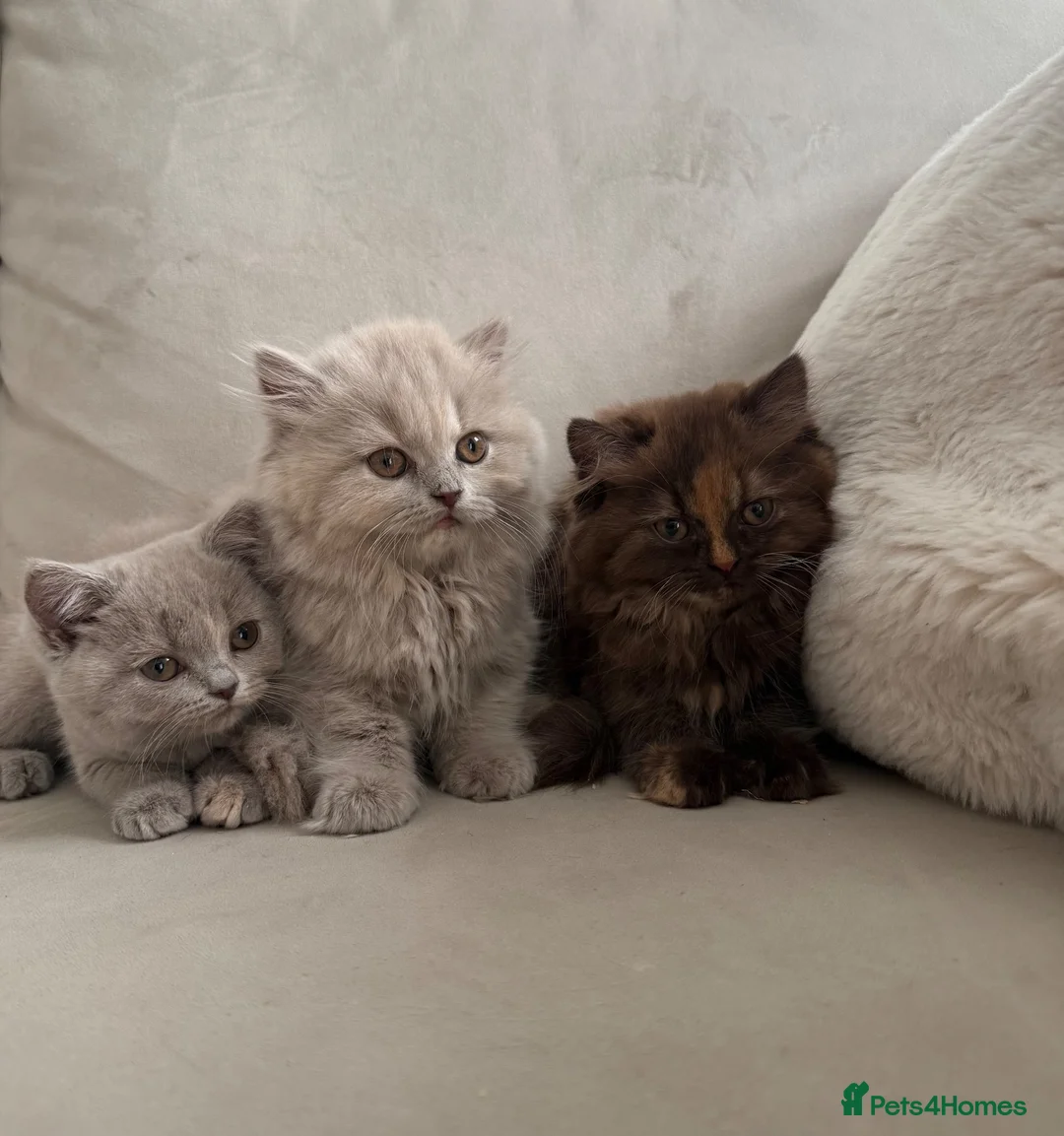 British Shorthair cats for sale: GCCF BSH & BLH KITTENS  - Advert 1