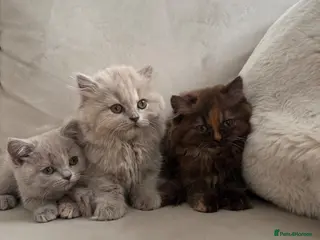 British Shorthair cats GCCF BSH & BLH KITTENS - Advert 2