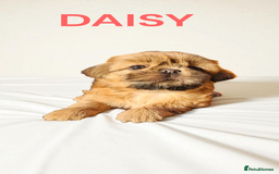 Shih Tzu dogs for sale: 💕🐶💕 STUNNING SHIH TZU 💕🐶💕 - Image 32