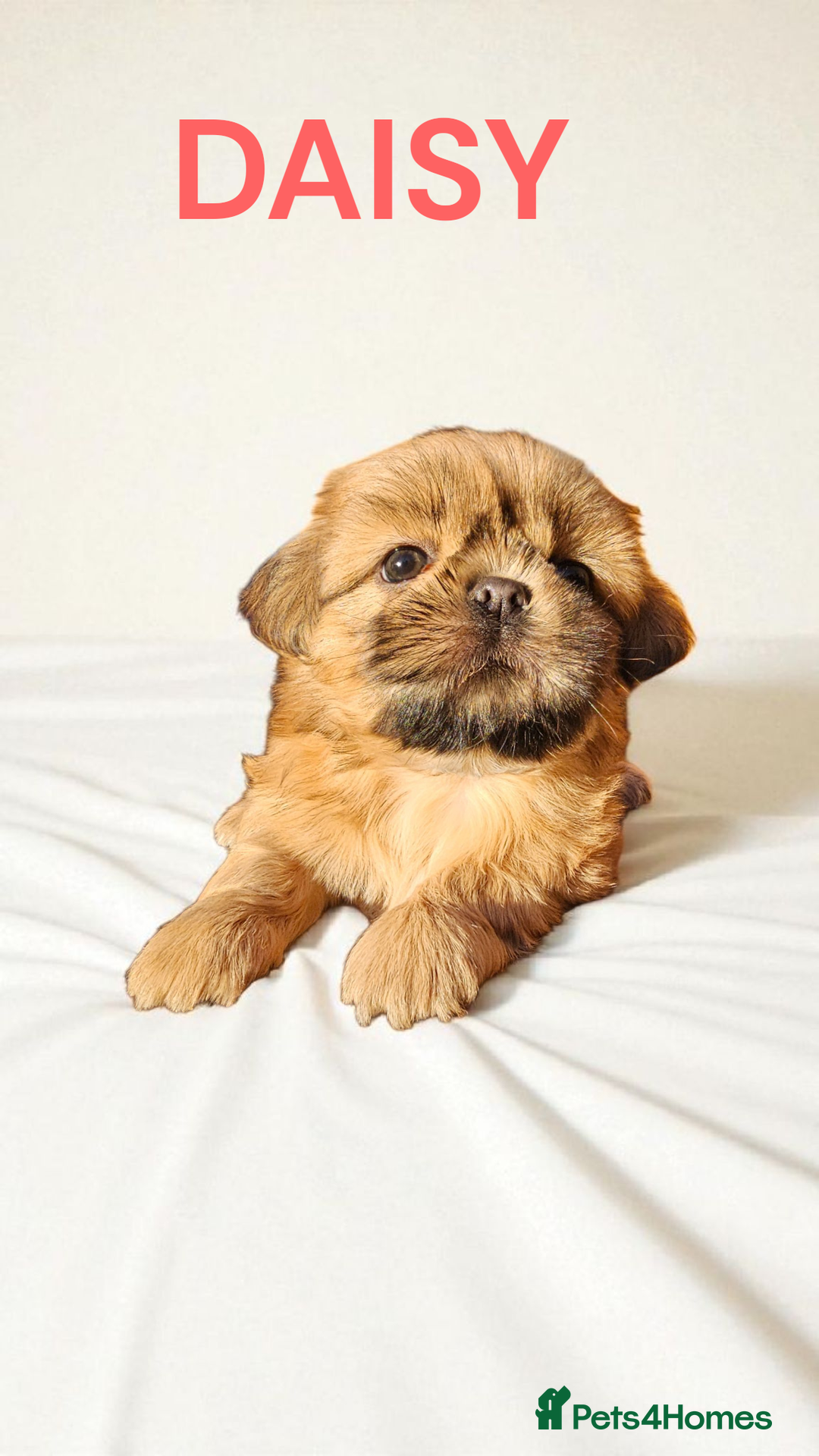 Shih Tzu dogs for sale: 💕🐶💕 STUNNING SHIH TZU 💕🐶💕 - Image 32