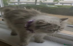 Persian cats for sale: Pure Persian 11 month old girl available now - Image 11