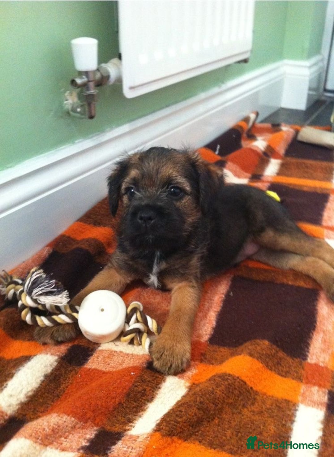 Border Terrier dogs for sale: Beautiful litter 2 girls available  - Advert 3