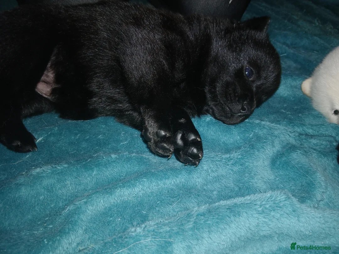 Mixed Breed dogs for sale: 5 stunning hybrid chowskis pups - Advert 21