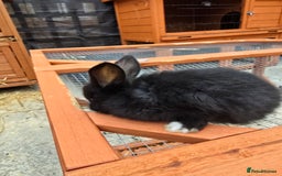 Lionhead rabbits for sale: Lionhead x - Image 5
