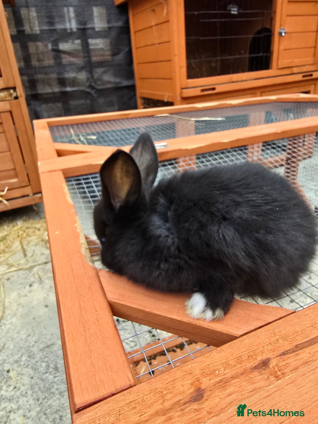 Lionhead rabbits for sale: Lionhead x - Image 5