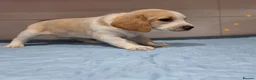 Beagle dogs for sale: Beagle  - Advert 13