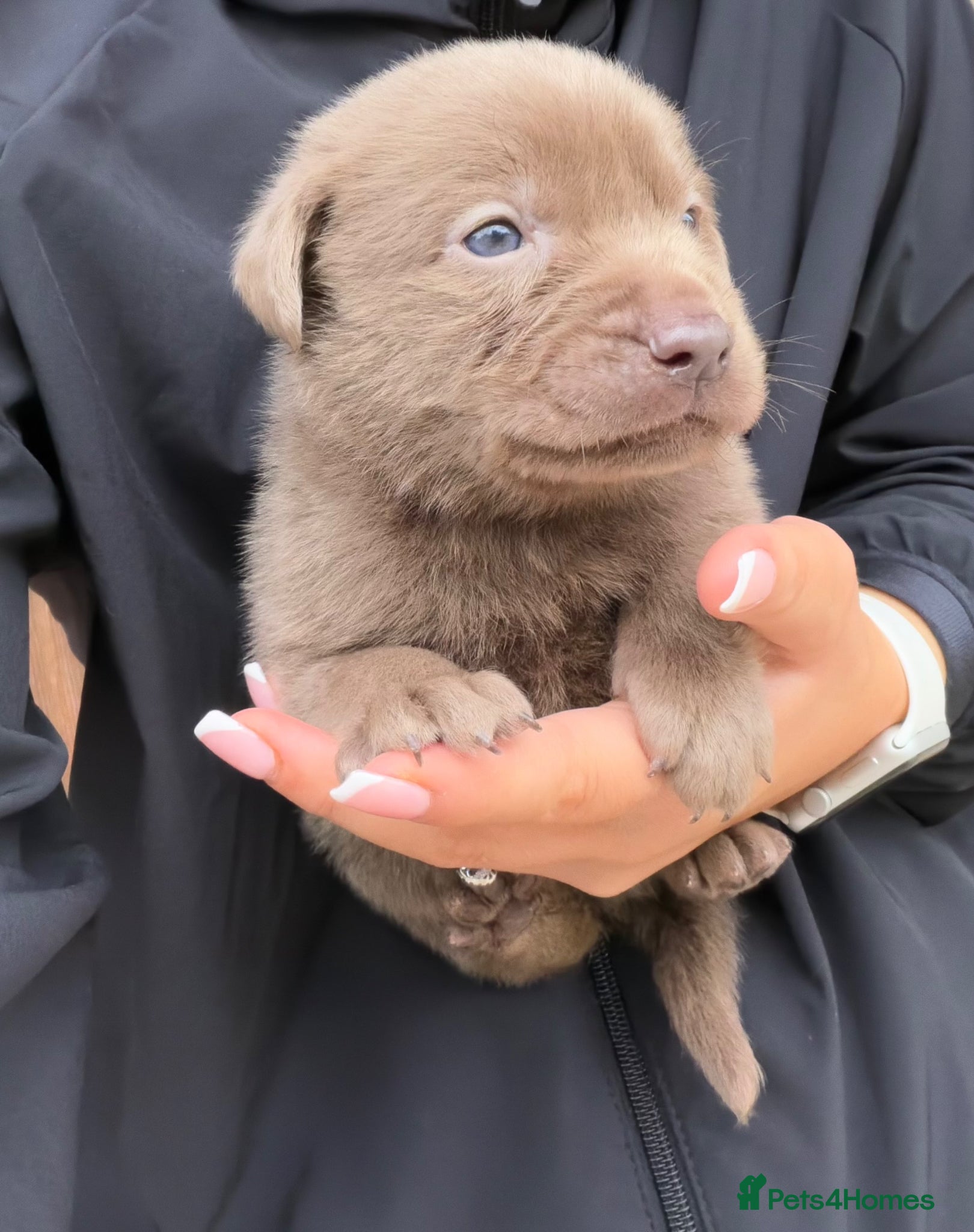 Labrador Retriever dogs 4 left Stunning Silver Labrador Pups  - Advert 15