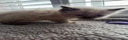 Ragdoll cats for sale: Beautiful ragdoll kittens Parents DNA tested & -ve - Advert 20