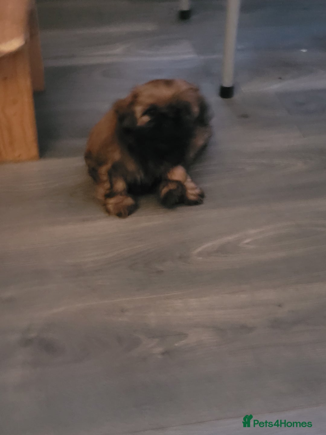 Shih Tzu dogs for sale: One beautiful little girl ready friday - Image 16