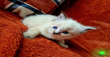 Ragdoll cats - Advert 1