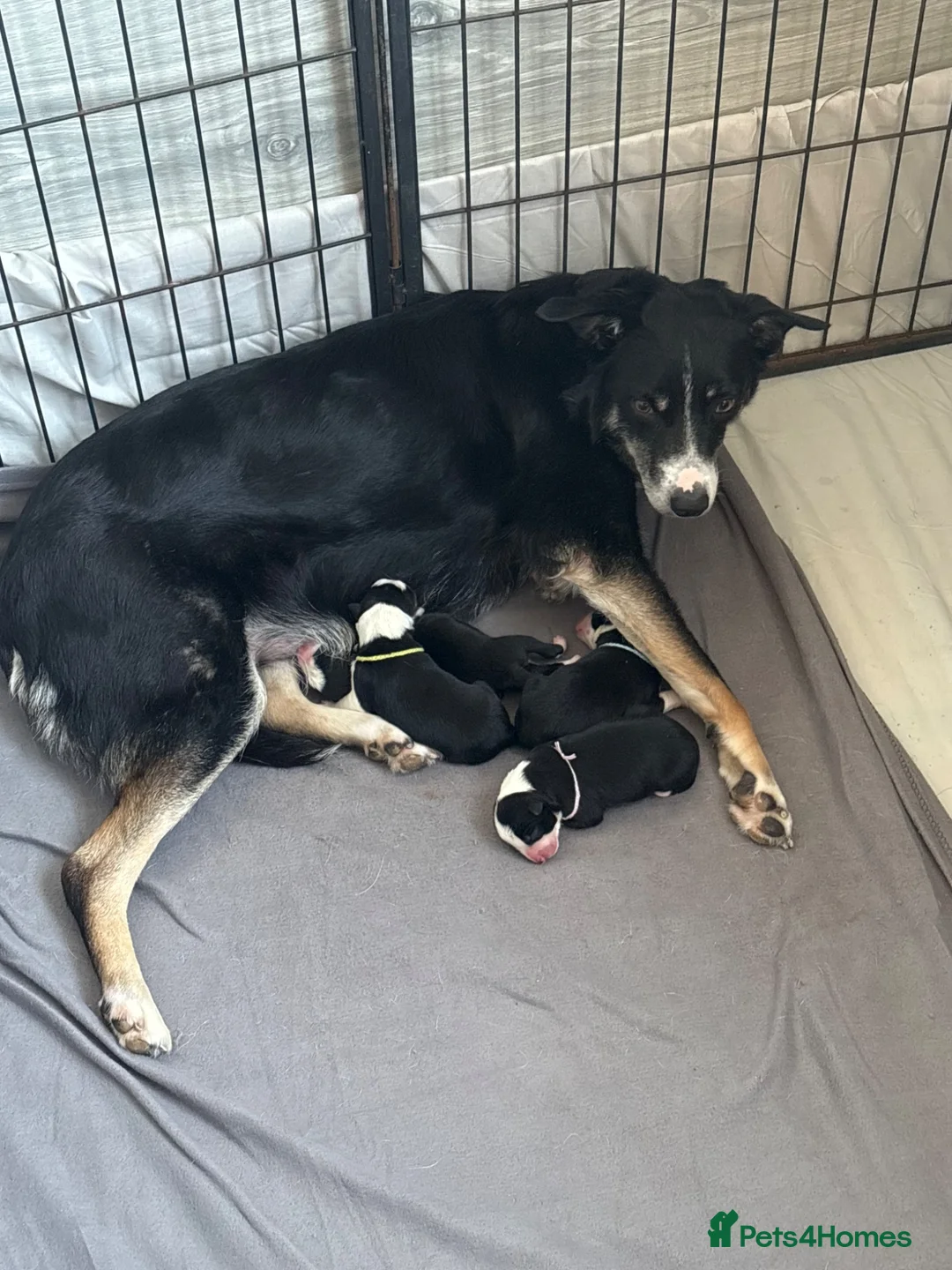 Border Collie dogs for sale: 4 beautiful border collie pups  - Advert 2