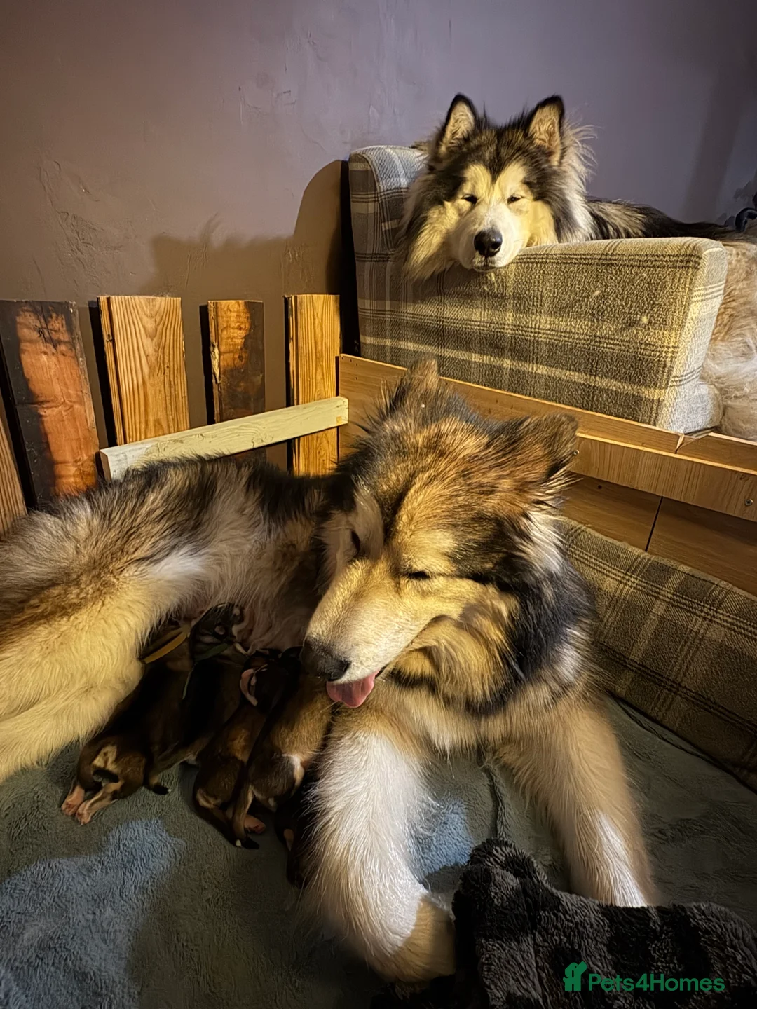 Alaskan Malamute dogs for sale: 2 boys and 1 girl  - Advert 2