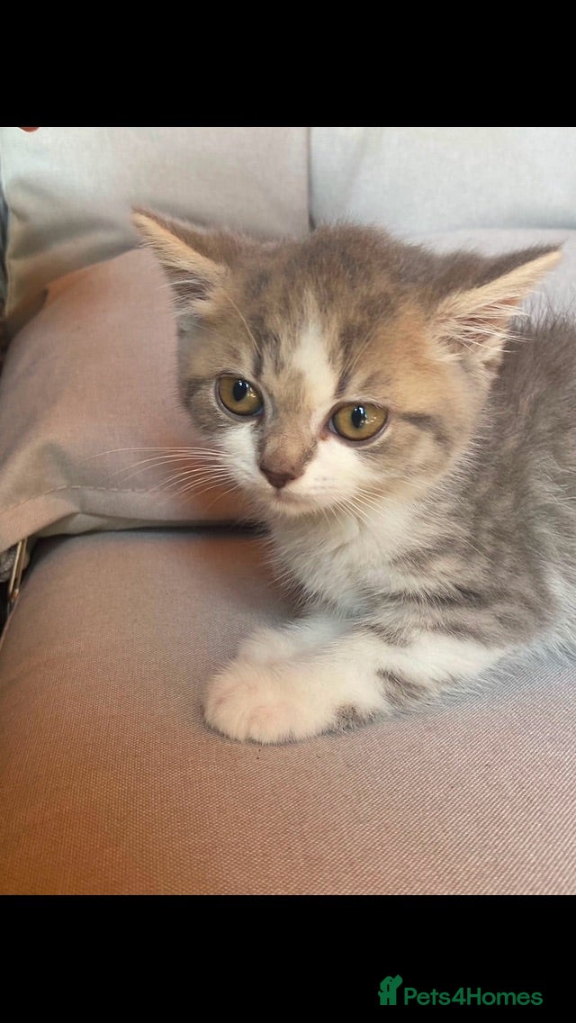 Mixed Breed cats Mixed pedigree kittens ONE LEFT - Advert 2
