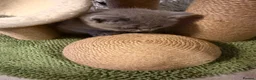 British Shorthair cats for sale: Beautiful British Shorthair Kittens  - Advert 18