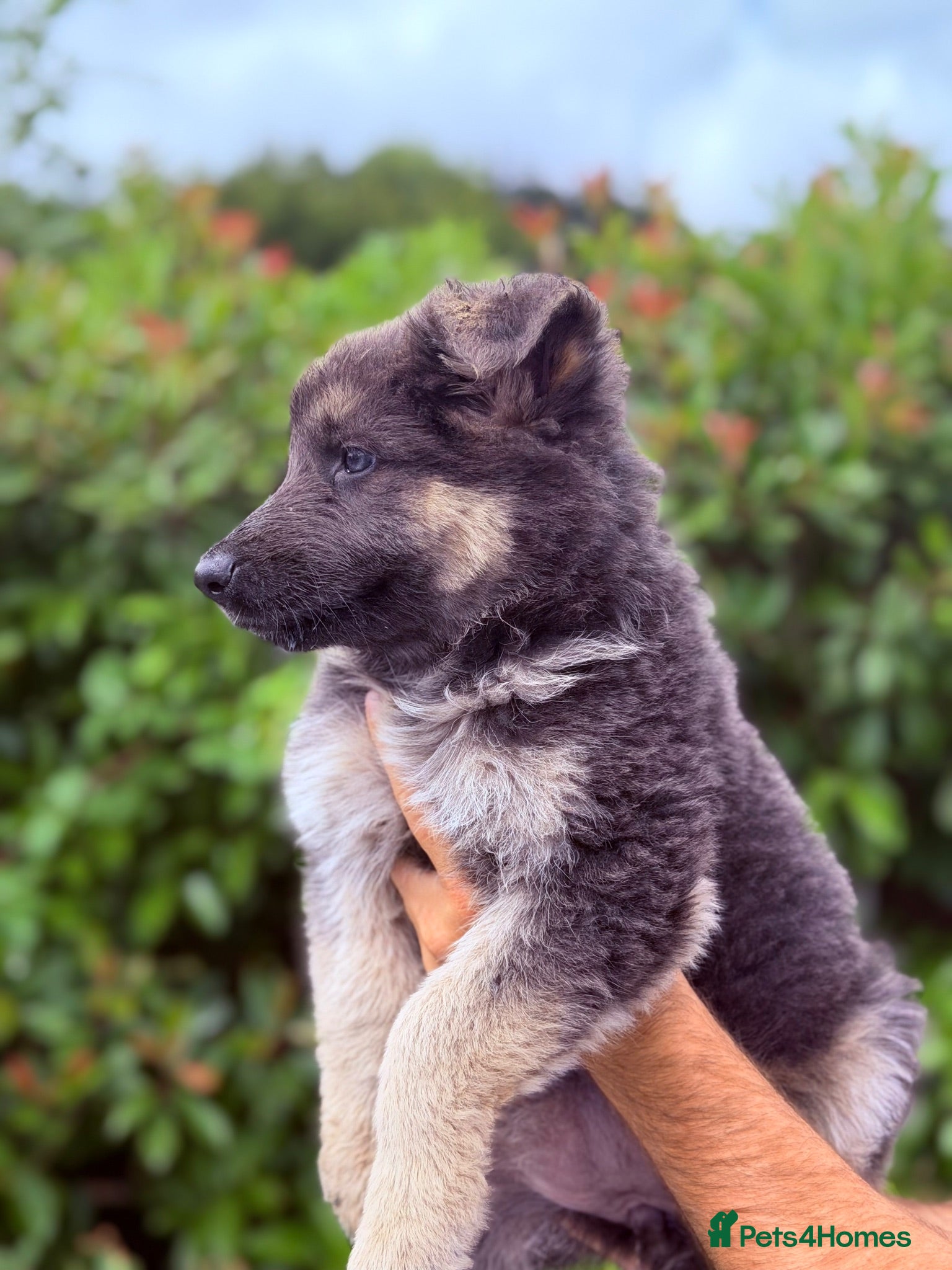 German Shepherd dogs KC Blue & Tan German Shepherd Girls ⭐ - Advert 2