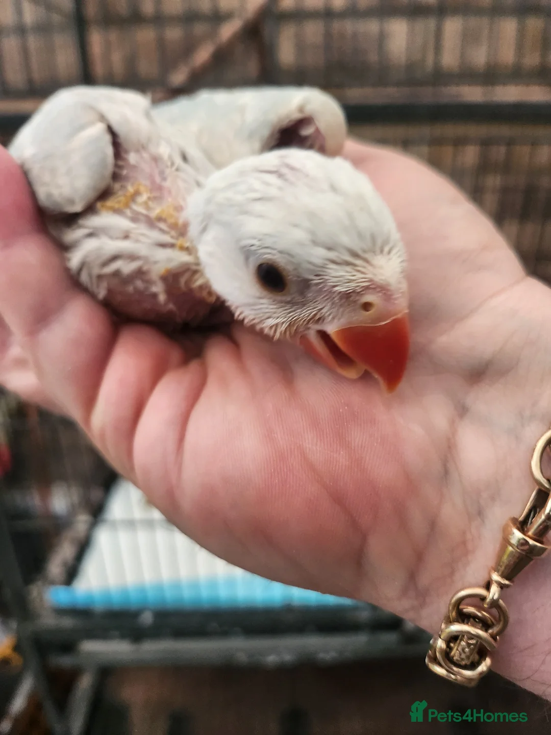 Ringnecks birds for sale: Blue lacewing ringneck - Advert 2