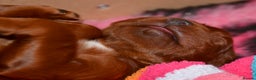 Irish Setter dogs for sale: Quality Irish setter puppies KC Registered - Advert 40