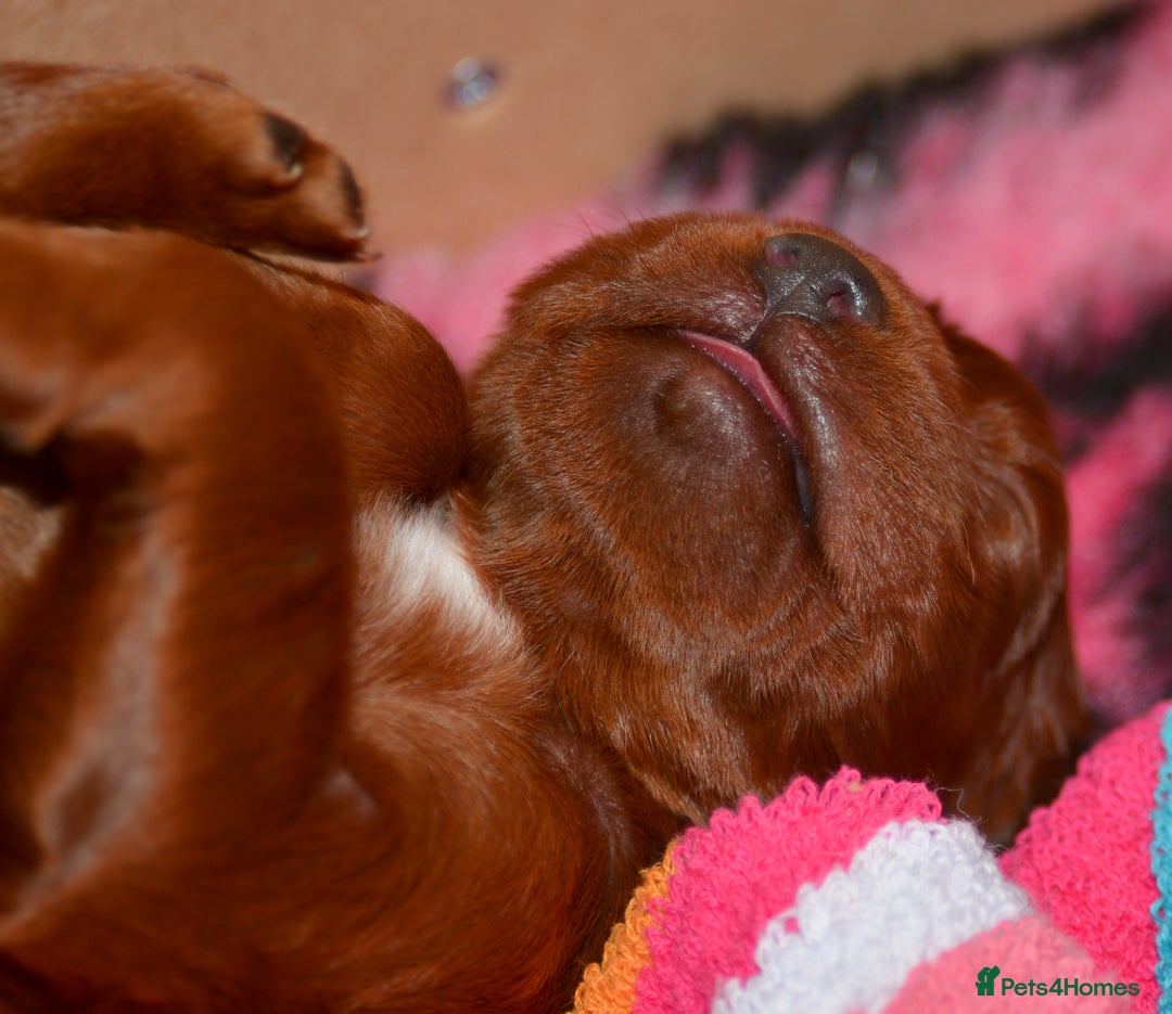 Irish Setter dogs for sale: Quality Irish setter puppies KC Registered - Advert 40