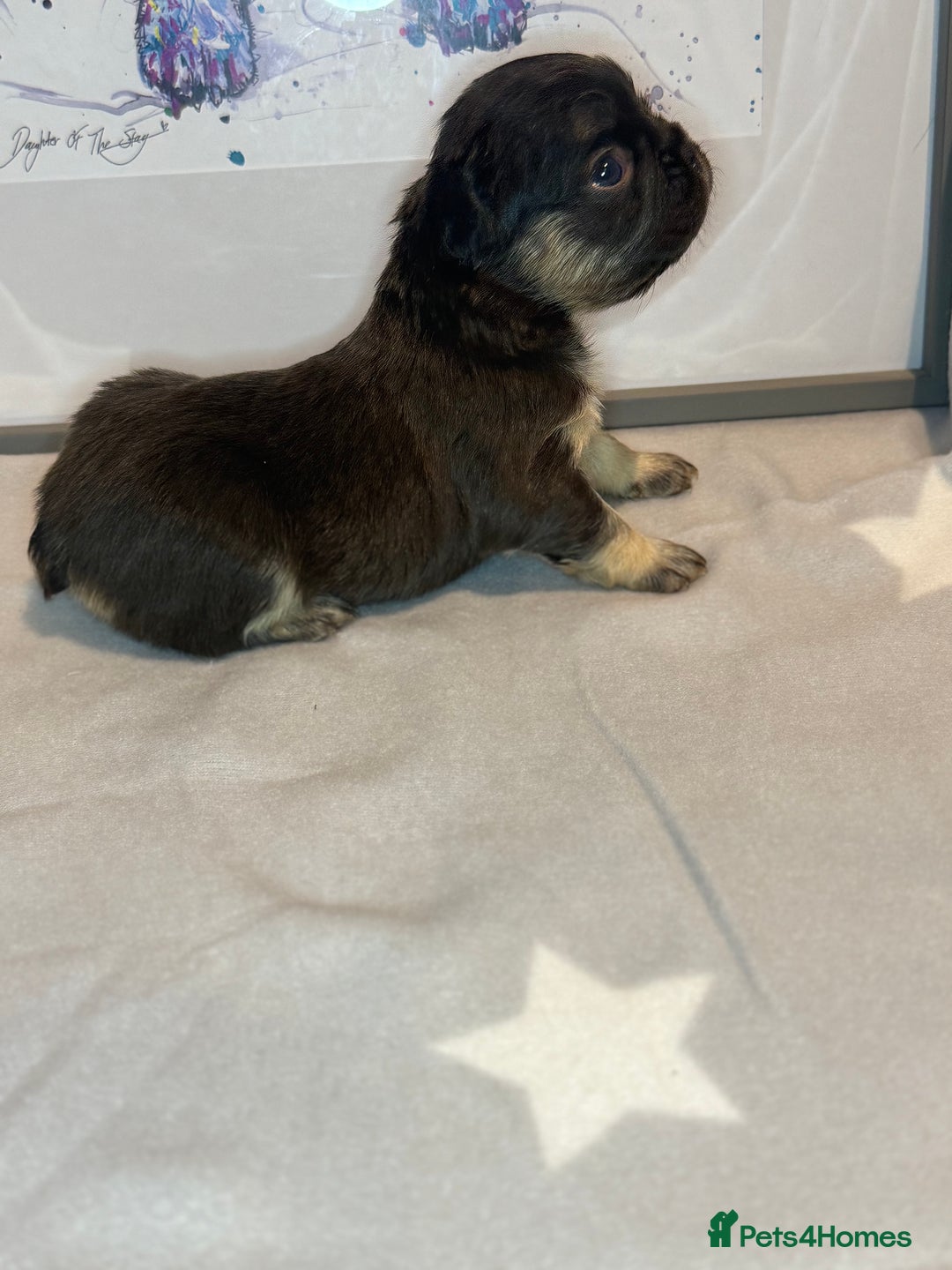 French Bulldog dogs for sale: Fluffy French Bulldog Puppies - Advert 6