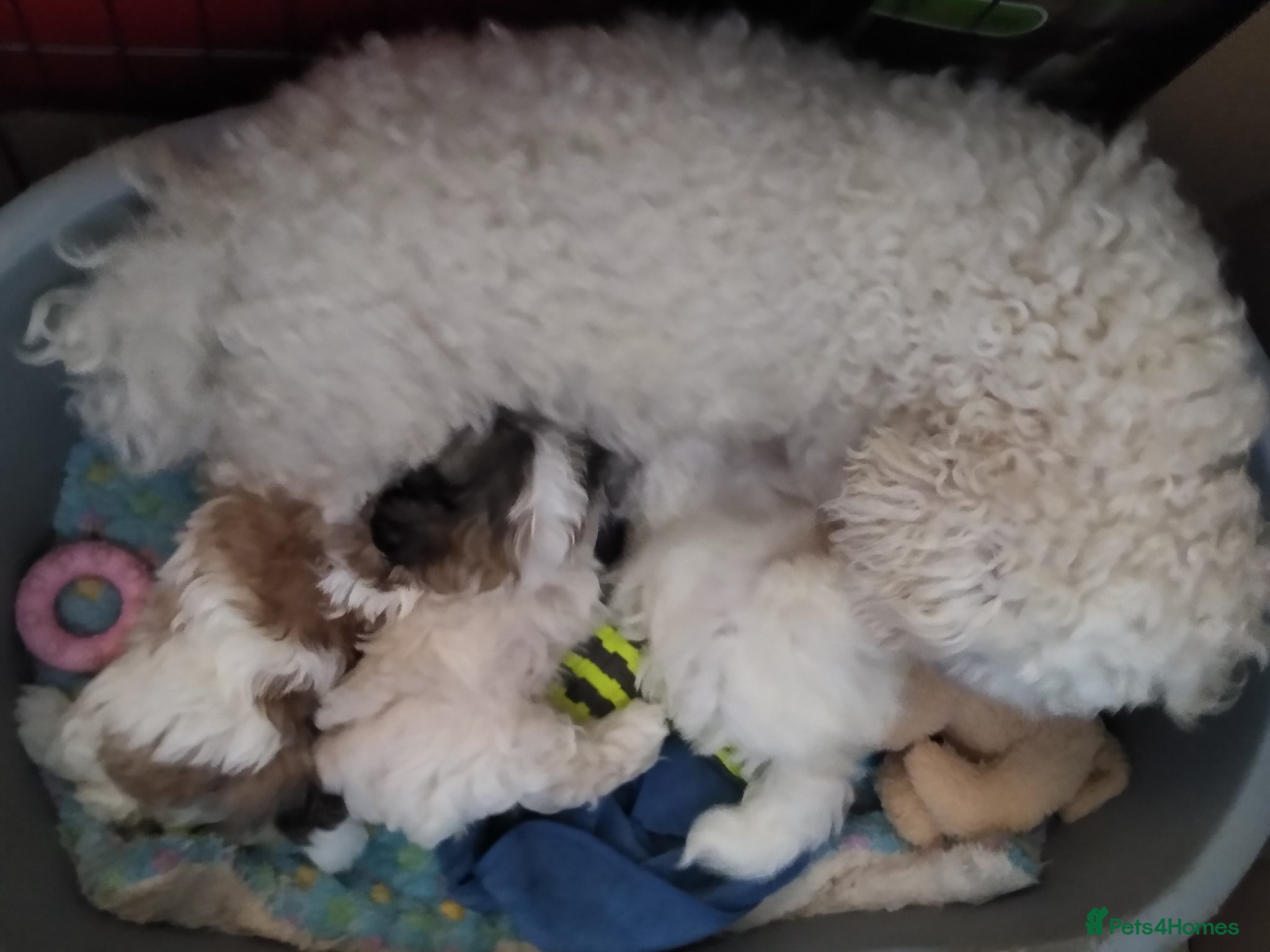 Zuchon dogs Shi chin/zuchon - Advert 5