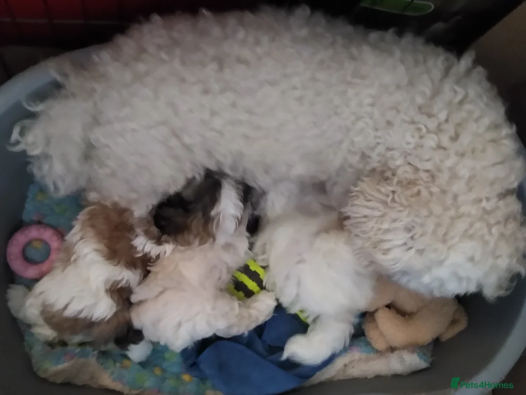 Zuchon dogs for sale: Shi chin/zuchon - Advert 1