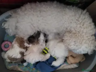 Zuchon dogs Shi chin/zuchon - Advert 5