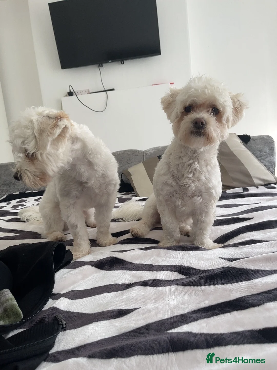 Bichon Frise dogs for sale: 8 weeks Bichon puppy’s available in Oldbury - Advert 4