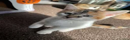 Domestic Shorthair cats for sale: 2 MALE AND 1 FEMALE 9 WEEK OLD KITTENS - Advert 5