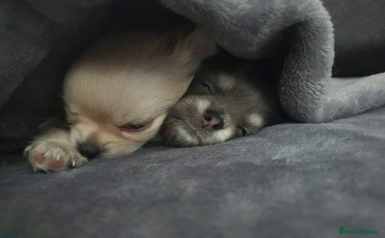 Chihuahua dogs - Advert 7