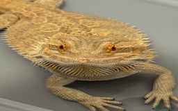 Bearded Dragon reptiles for sale: 12 month old bearded Dragon  - Image 4